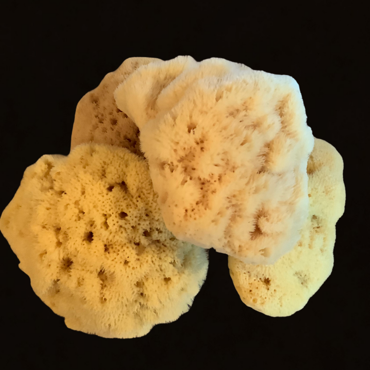 Fine Silk Natural Sea Sponge 12 cm