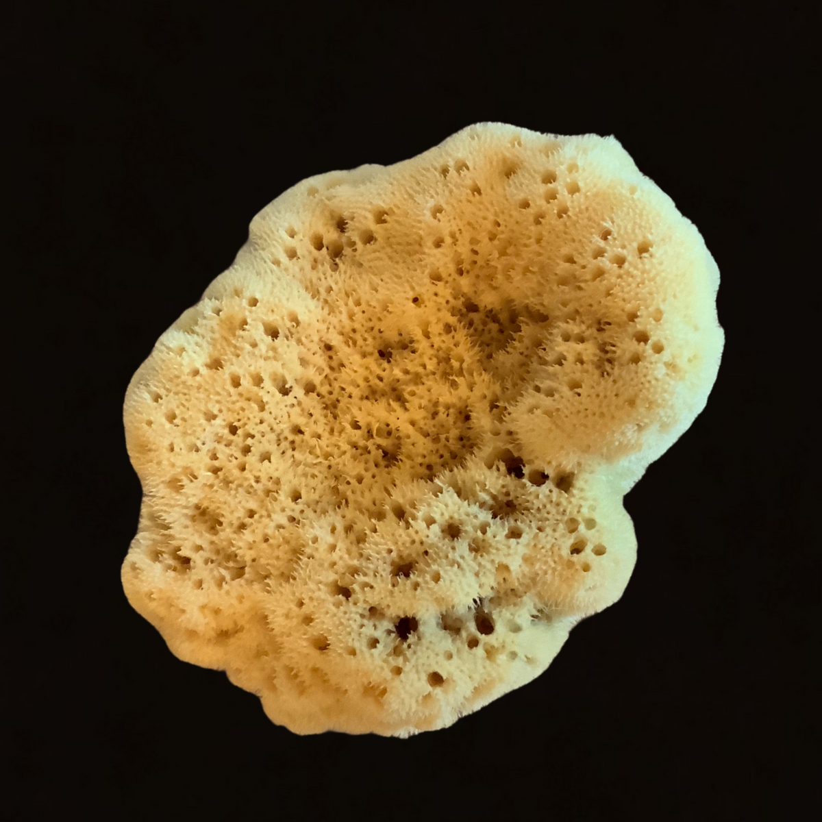 Fine Silk Natural Sea Sponge 12 cm