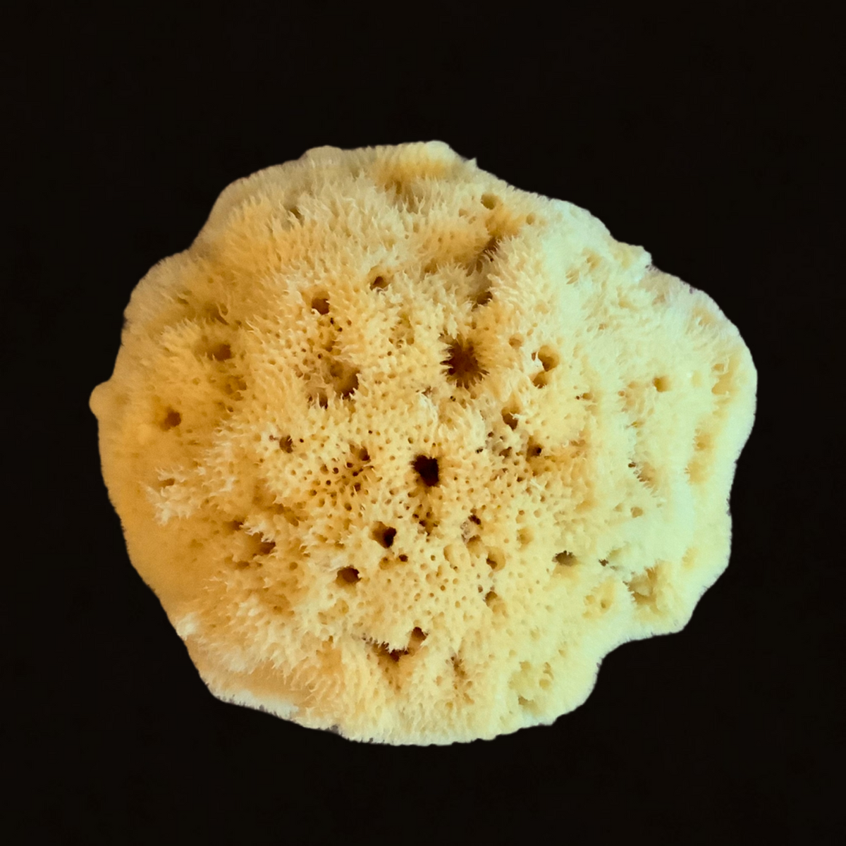 Fine Silk Natural Sea Sponge 12 cm