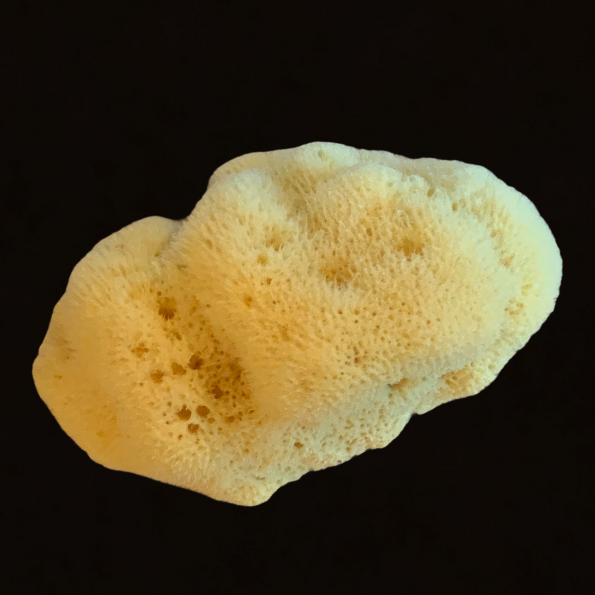 Fine Silk Natural Sea Sponge 12 cm