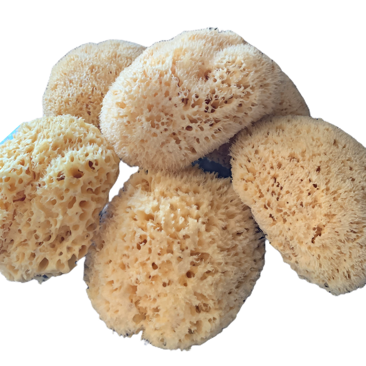 Extra Large Natural Sea Sponge 18cm
