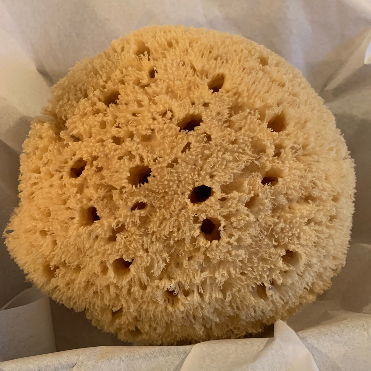 large natural sea sponge