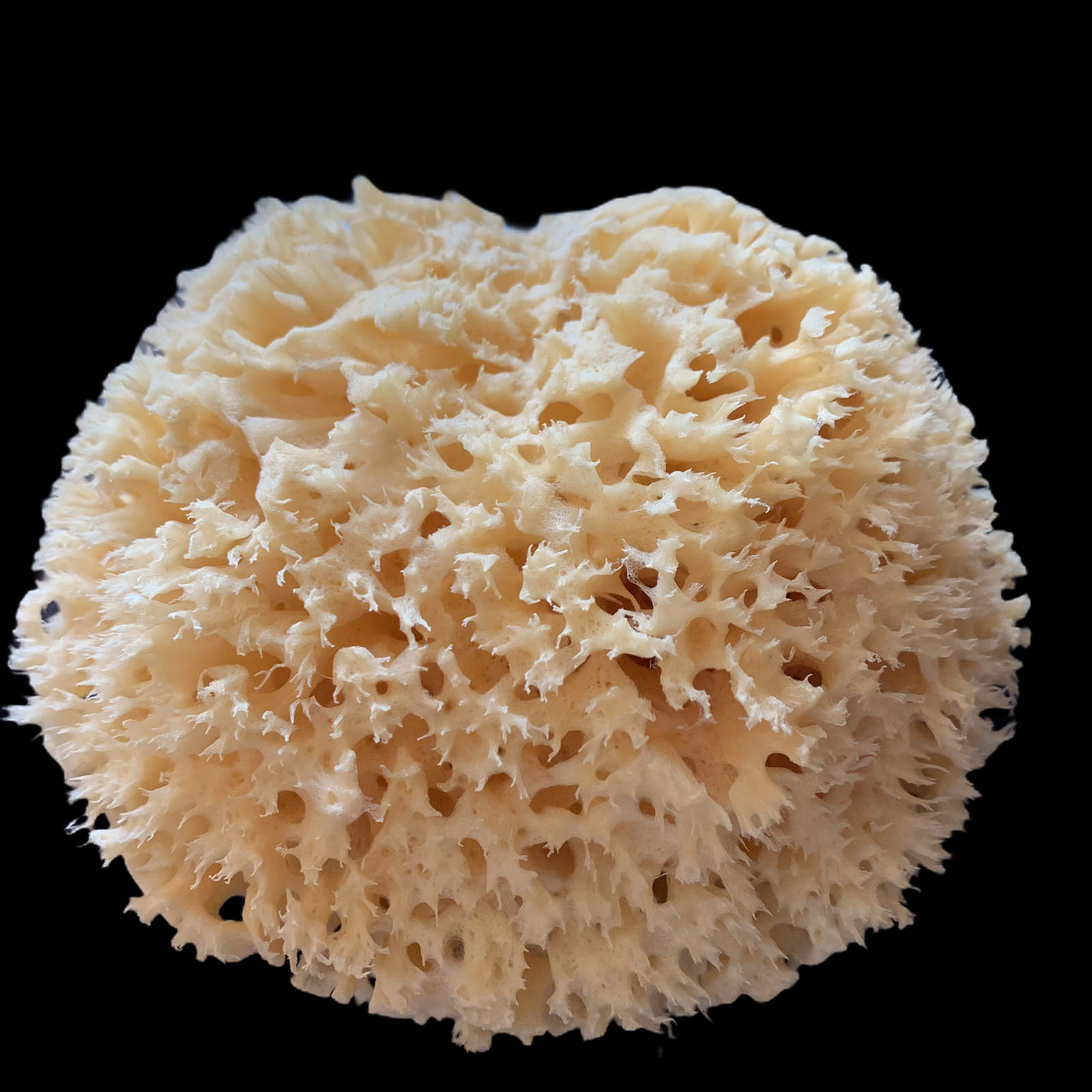 Natural Mediterranean sea sponge on a wooden surface