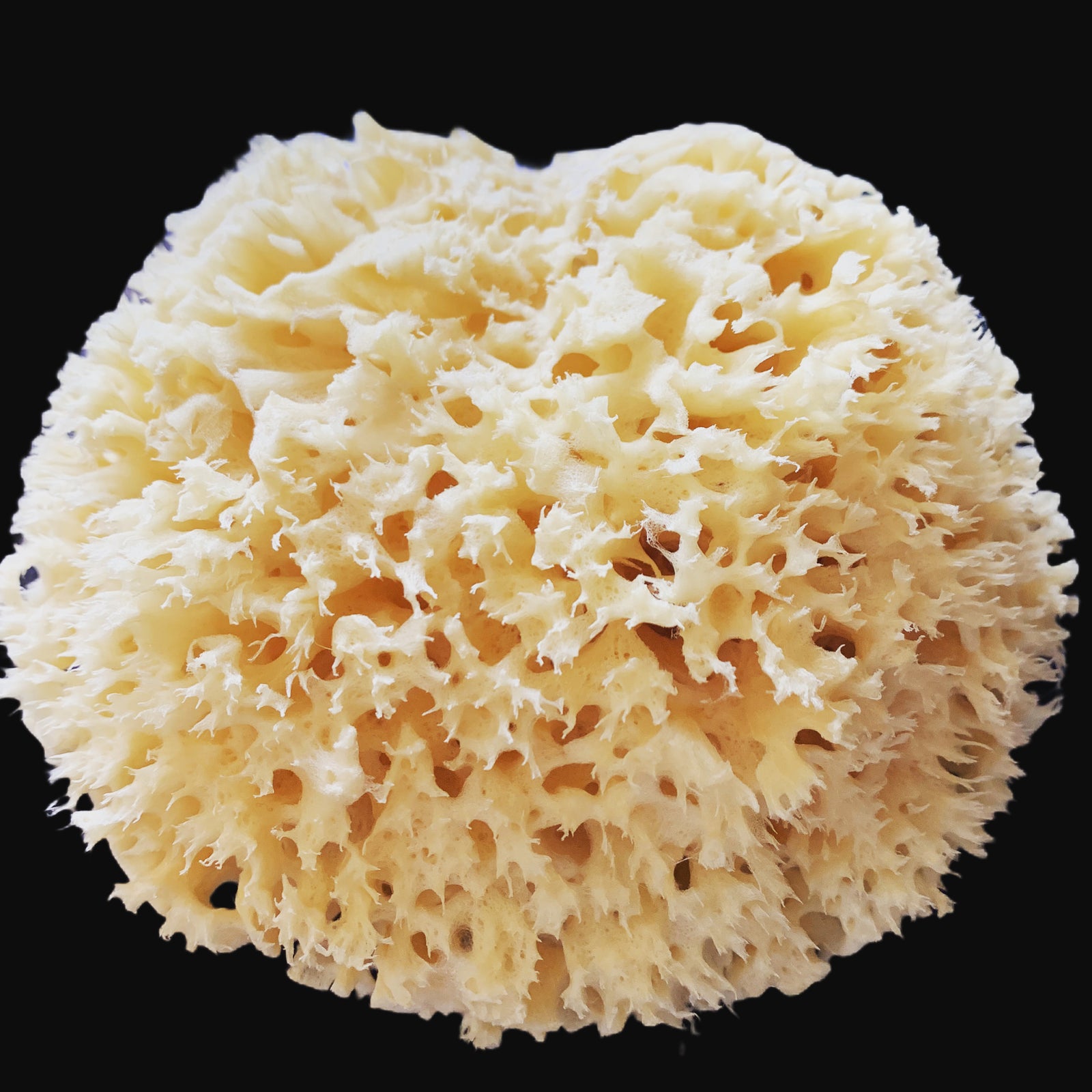 Sponges, Bath & Wellness Collection