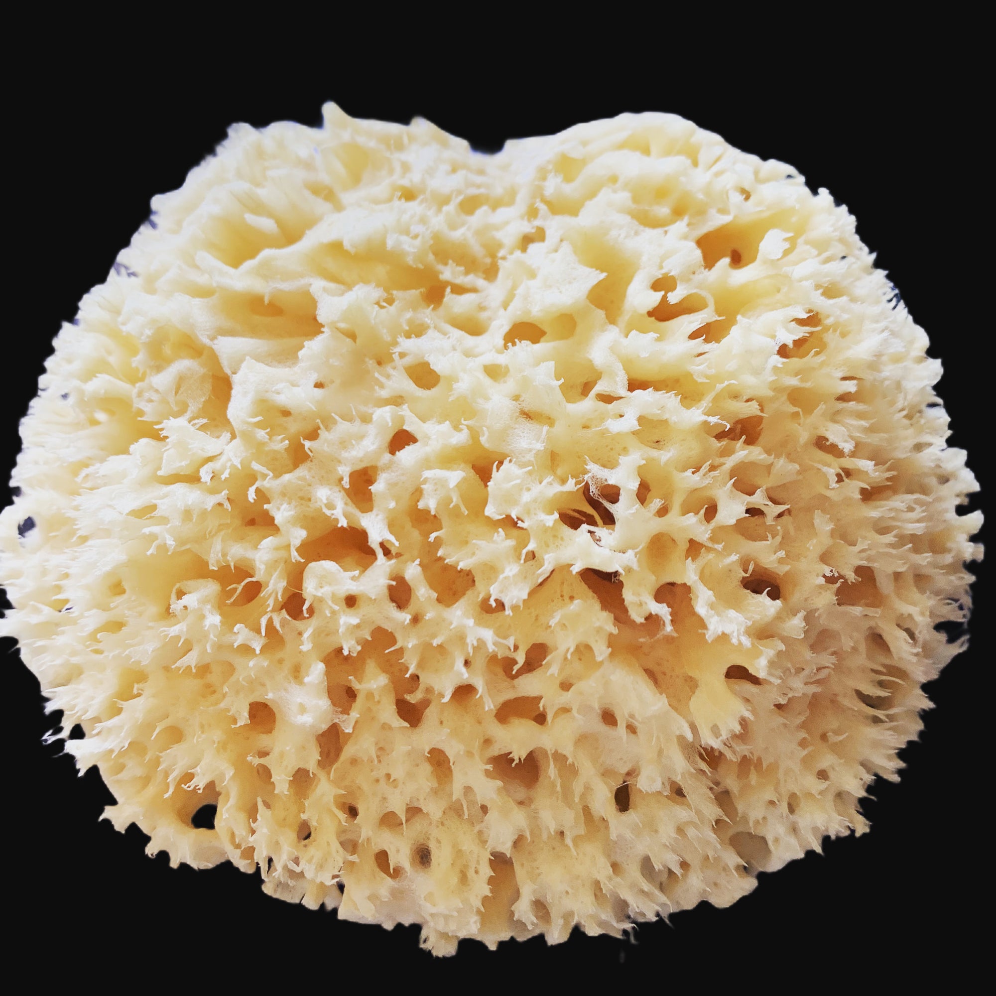 Sponges, Bath & Wellness