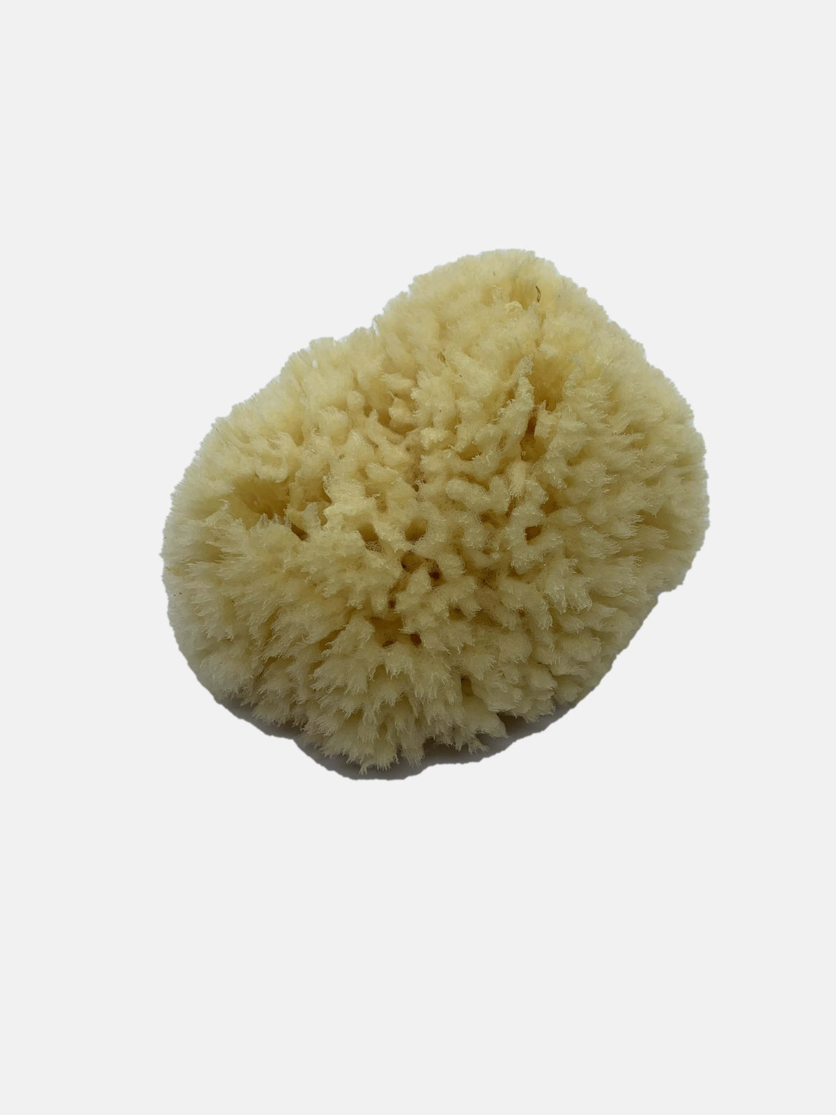 Natural sea sponge for bathing