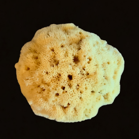 Large Natural Bath Sea Sponge — Nectar Republic