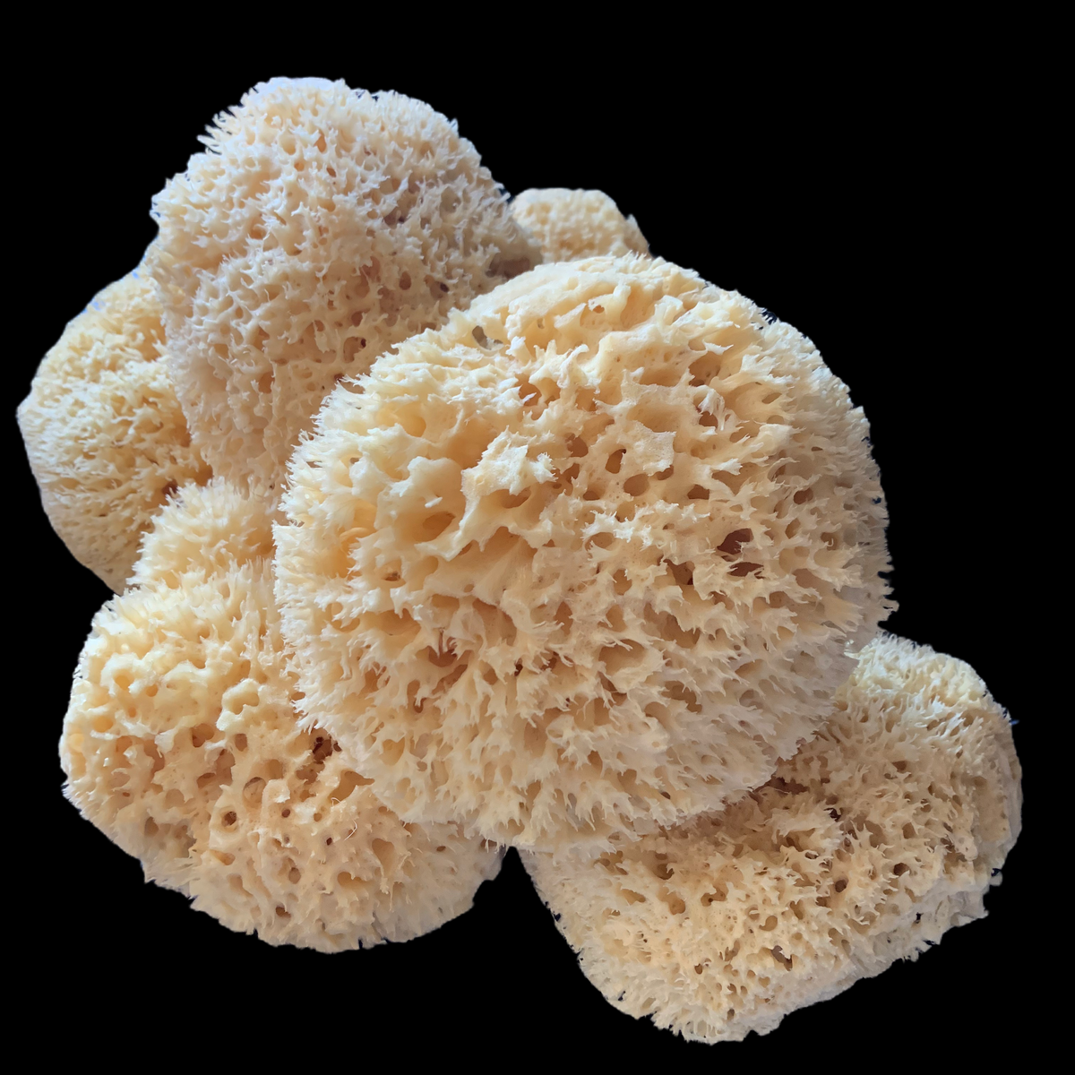 large natural sea sponge