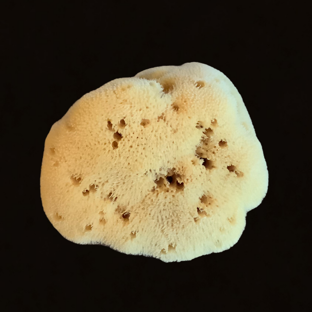 Fine Silk Natural Sea Sponge 15 cm