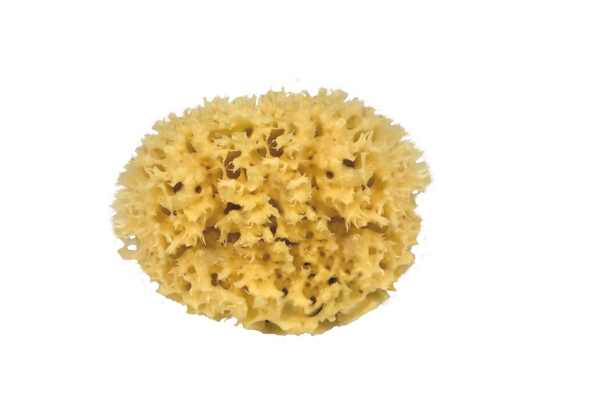 Natural sea sponge 15cm sustainable med